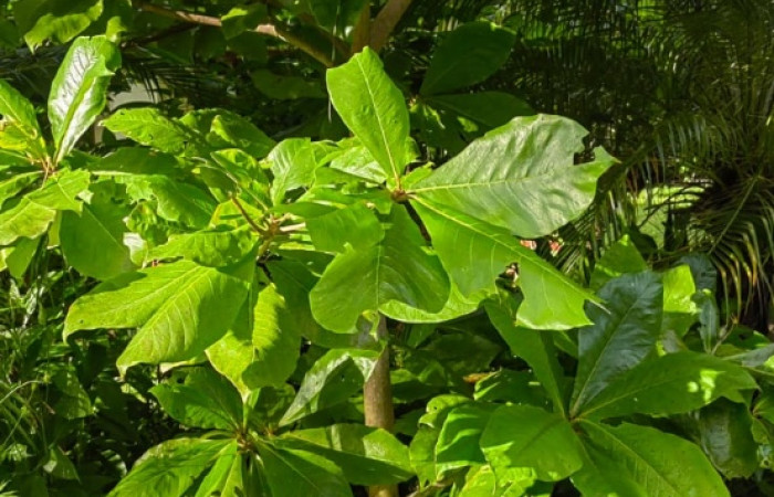 Fig. 21 Planta hospedera <i>Trosia</i> Janzen03,
<i>Terminalia catappa</i> (introducido), familia (Combretaceae). Foto tomada, Osvaldo Espinoza, Casa Osvaldo 
Cuajiniquil la Cruz Guanacaste, 27 Octubre 2024.