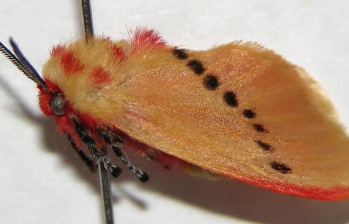 Fig.5 Adulto <i>Trosia</i> Janzen03, Megalopygidae, hembra mostrando la parte lateral dorsal. Voucher: 06-SRNP-42242-DHJ359929.