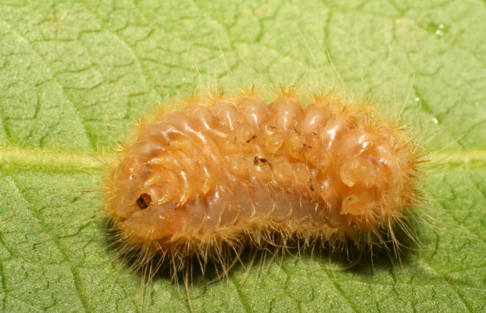 Fig.7 Larva <i>Trosia</i> Janzen03, (Megalopygidae), se alimenta  <i>Terminalia catappa</i>, (introducido),(Combretaceae), mostrando la parte dorsal entero. Voucher: 06-SRNP-42219-DHJ414627.jpg.