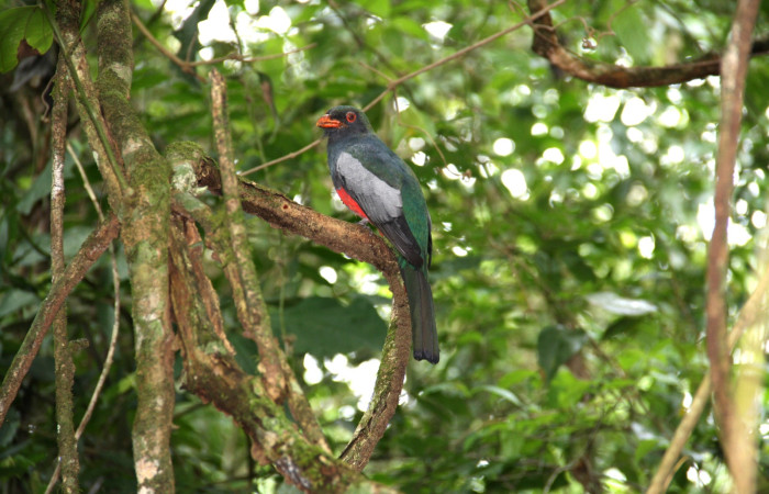 Fig. 1 Macho de Slaty-tailed Trogon (Trogón Coliplomizo) <i>Trogon massena</i> (Trogonidae). Monte Cristo Sector Del Oro, ACG. 13 de junio 2016 Fotografía. Roster Moraga