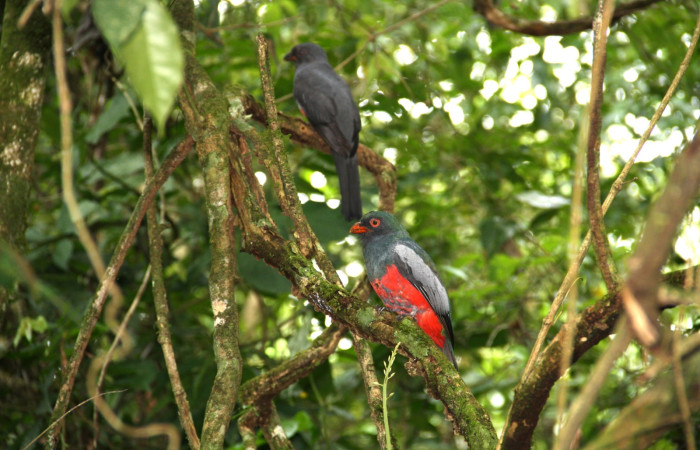 Fig. 2 Macho y Hembra de Slaty-tailed Trogon (Trogón Coliplomizo) <i>Trogon massena</i> (Trogonidae). Monte Cristo Sector Del Oro, ACG. 13 de junio 2016 Fotografía. Roster Moraga