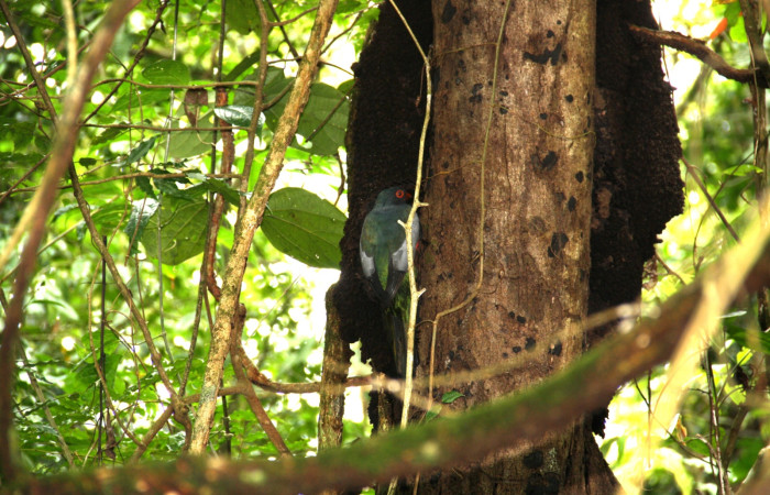 Fig. 3 Macho de Slaty-tailed Trogon (Trogón Coliplomizo) <i>Trogon massena</i> (Trogonidae). Excavando nido, Monte Cristo Sector Del Oro, ACG. 15 de junio 2016 Fotografía. Roster Moraga