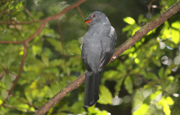 Fig. 4 Hembra de Slaty-tailed Trogon (Trogón Coliplomizo) <i>Trogon massena</i> (Trogonidae). Casa Hacha Vieja, ACG. 10 de diciembre 2020 Fotografía. Roster Moraga