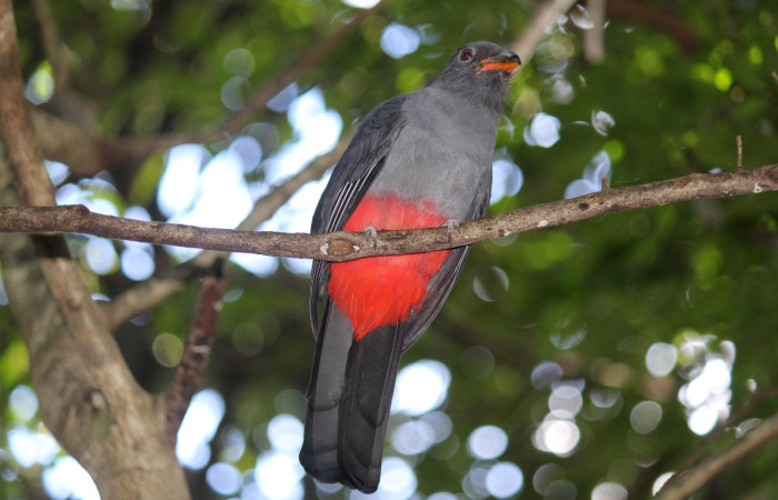 Fig. 5 Hembra de Slaty-tailed Trogon (Trogón Coliplomizo) <i>Trogon massena</i> (Trogonidae). Casa Hacha Vieja ACG, 10 de diciembre 2020 Fotografía. Roster Moraga