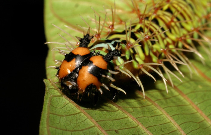 Figura 10. Larva de Historis odius (Nymphalidae) 07-SRNP-40645-DHJ420277.jpg mide 73 mm Camino Porvenir Sector Rincon Rain Forest 383.m