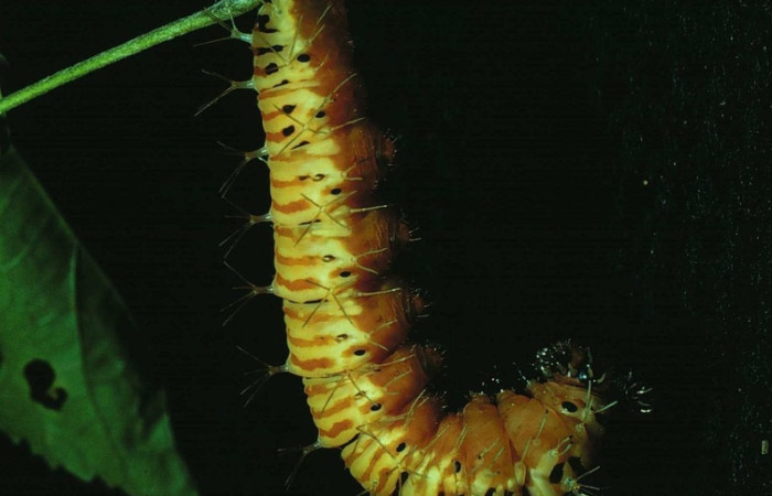 Fig. 11. Prepupa de Historis odius (Nymphalidae) 81-SRNP-270-DHJ2322.jpg mide 58 mm Cafetal Sector Santa Rosa 280.m