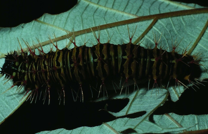Fig. 12. Prepupa de Historis odius (Nymphalidae) 81-SRNP-904-DHJ3117.jpg mide 25 mm Bosque Húmedo SectorSanta Rosa 290.m