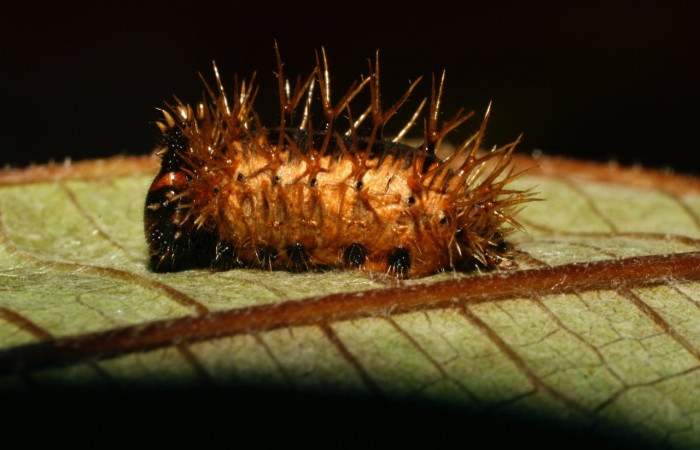 Figura 14. Parasito de (Ichneumonidae) mide 10 mm dentro de larva Historis odius (Nymphalidae) 08-SRNP-32471-DHJ446111jpg Amonias Sector Pitilla 390.m
