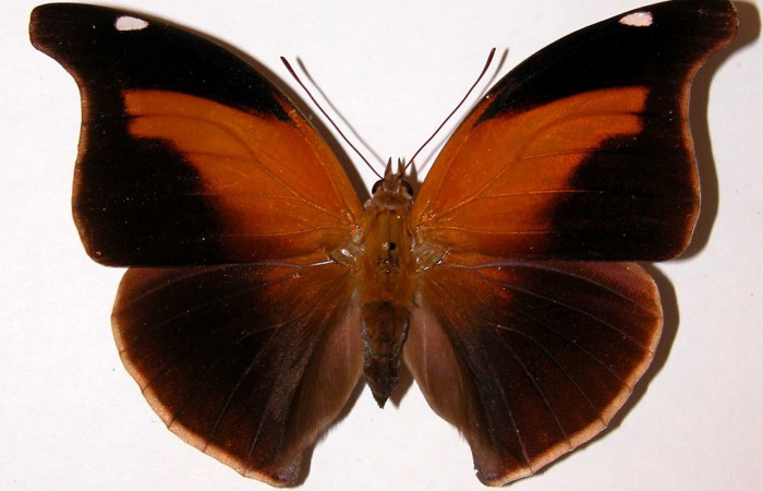 Fig. 1 Adulto hembra vista dorsal de Historis odius (Nymphalidae) 90-SRNP-1027-DHJ34106 mide 113.mm las Mesa Sector Santa Rosa 305 m.