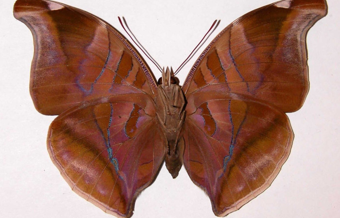 Fig. 2 Adulto hembra vista ventral de Historis odius (Nymphalidae) 90-SRNP-1027-DHJ34107 mide 113.mm las Mesa Sector Santa Rosa 305 m.