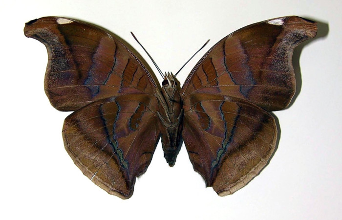 Fig. 4. Adulto macho vista ventral de Historis odius (Nymphidae) mide.109 mm bosque 02-SRNP-23512-DHJ96705 Cuesta Caimito Sector Cacao 640m.