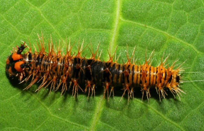 Figura 7. Larva de Historis odius (Nymphidae) 07-SRNP-31403-DHJ421246jpg mide 25 mm Bosque Húmedo Sector Pitilla 445.m