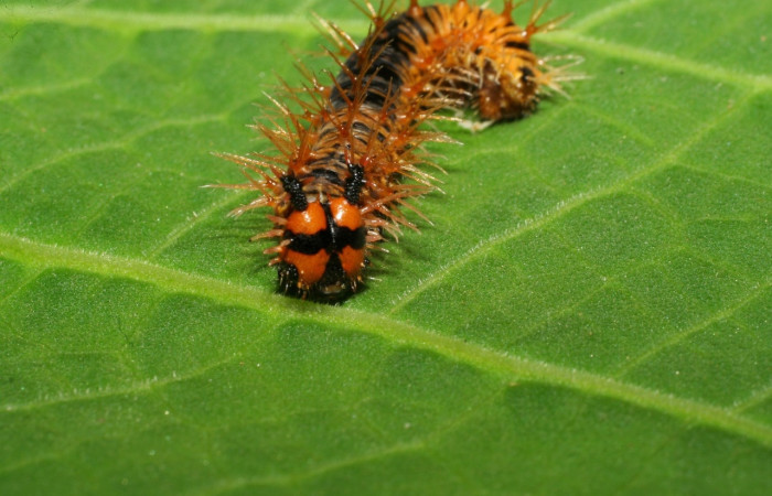 Figura 8. Larva de Historis odius (Nymphidae) 07-SRNP-31403-DHJ421242jpg mide 25 mm Bosque Húmedo Sector Pitilla 445.m