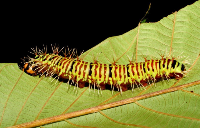 Figura 9. Larva de Historis odius (Nymphalidae) 07-SRNP-40645-DHJ420276.jpg mide 73 mm Camino Porvenir Sector Rincón Rain Forest 383.m