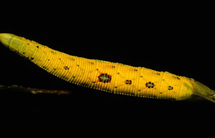  Larva en posición dorsal de <i>Adhemarius daphne</i> (Sphingidae), U estadio. Sector Santa Rosa, Bosque Húmedo. Voucher 93-SRNP-2859-DHJ26109.jpg.
