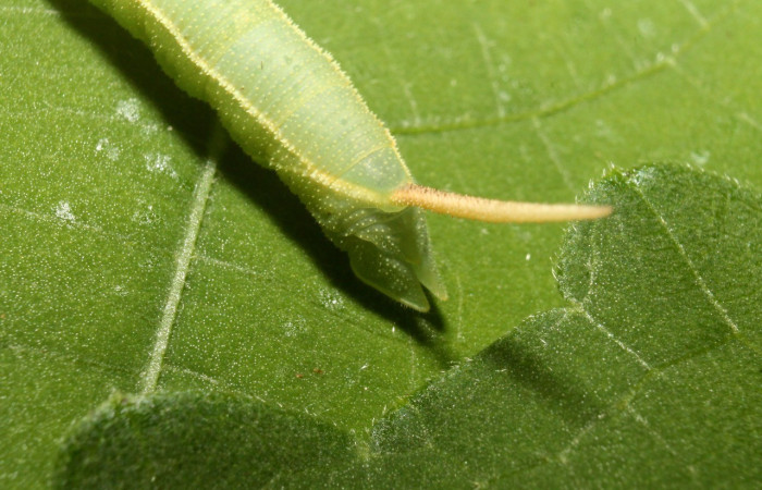  Cola en posición lateral de <i>Adhemarius fulvescens</i> (Sphingidae), PPU estadio. Sector Rincon Rain Forest, Finca Esmeralda. Voucher 13-SRNP-78271-DHJ716072.jpg.