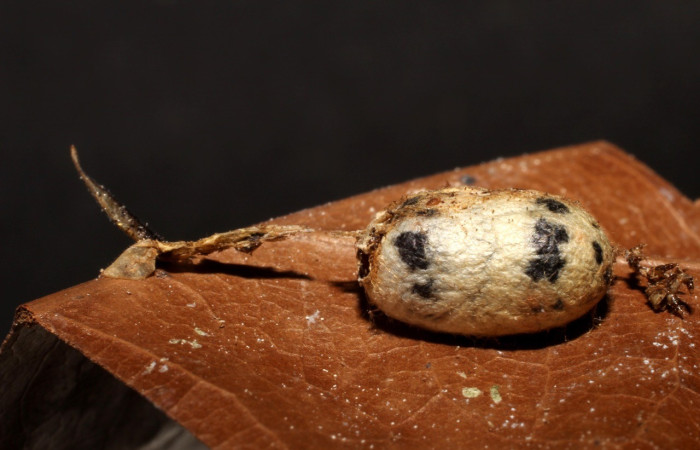  Capullo de parásito <i>Cryptophion</i> manueliDHJ01, de la familia Ichneumonidae parásito en <i>Adhemarius daphne</i> (Sphingidae). Sector Del Oro, Quebrada Serrano. Voucher 09-SRNP-22221-DHJ495882.jpg.