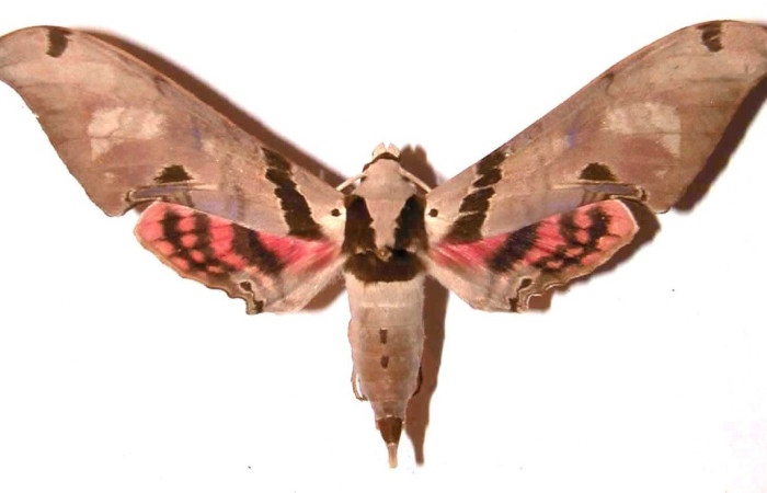  Adulto en posición dorsal de <i>Adhemarius Daphne</i> (Sphingidae). Sector Santa Rosa, Bosque Húmedo. Voucher 93-SRNP-2860-DHJ3516.