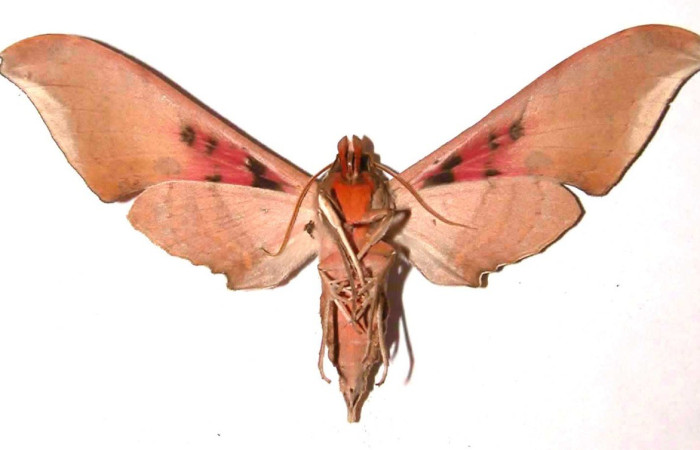  Adulto en posición ventral de <i>Adhemarius Daphne</i> (Sphingidae). Sector Santa Rosa, Bosque Húmedo. Voucher 93-SRNP-2860-DHJ3517.