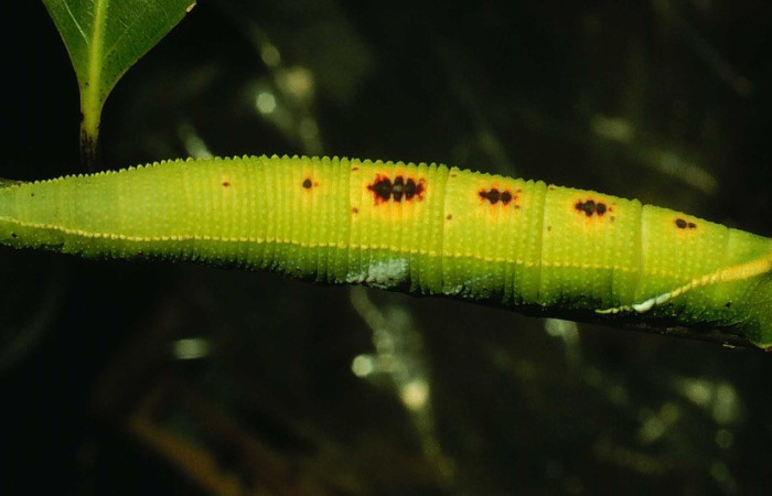  Larva en posición dorsal de <i>Adhemarius Daphne</i> (Sphingidae), U estadio. Sector Santa Rosa, Bosque Humedo. Voucher 93-SRNP-2860-DHJ26110.jpg.