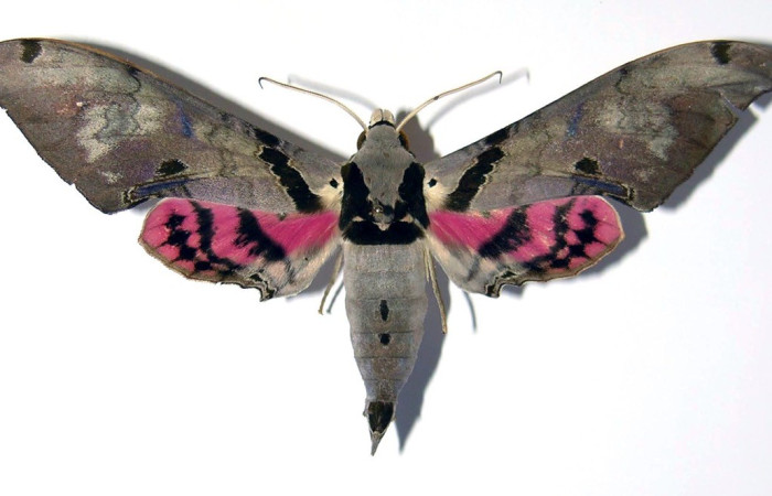  Adulto en posición dorsal de <i>Adhemarius</i> daphneDHJ02 (Sphingidae). Sector Santa Elena, Casa Potrero Grande. Voucher 04-SRNP-14138-DHJ99444.