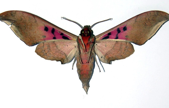  Adulto en posición ventral de <i>Adhemarius</i> daphneDHJ02 (Sphingidae). Sector Santa Elena, Casa Potrero Grande. Voucher 04-SRNP-14138-DHJ99445.
