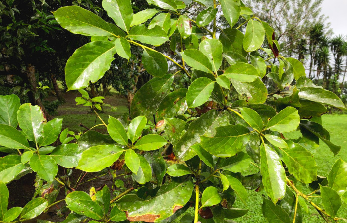  <i>Persea americana</i> (introducido) ( Lauraceae) planta hospedera de <i>Adhemarius daphne</i> (Sphingidae). Sector San Cristóbal, Estación San Gerardo. Foto, Gloria Sihezar, 11 Diciembre 2024.
