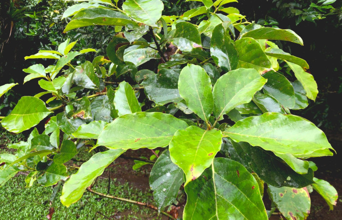  <i>Persea americana</i> (introducido) ( Lauraceae) planta hospedera de <i>Adhemarius daphne</i> (Sphingidae). Sector San Cristóbal, Estación San Gerardo. Foto, Gloria Sihezar, 11 Diciembre 2024.
