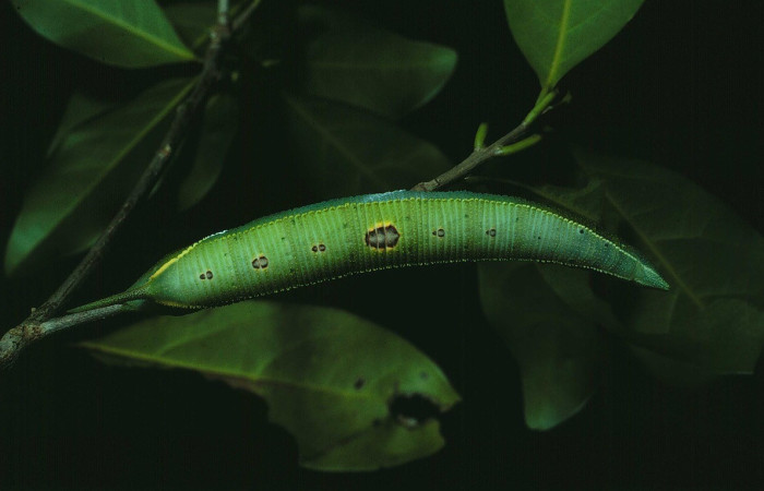  Larva en posición dorsal de <i>Adhemarius Daphne</i> (Sphingidae), U estadio. Sector Santa Rosa, Bosque San Emilio. Voucher 85-SRNP-502-DHJ9102.jpg.