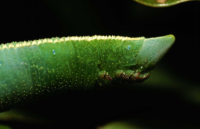  Cabeza en posición lateral de <i>Adhemarius fulvescens</i> (Sphingidae), U estadio. Sector Cacao, Sendero Derrumbe. Voucher 02-SRNP-9999-DHJ68947.jpg.