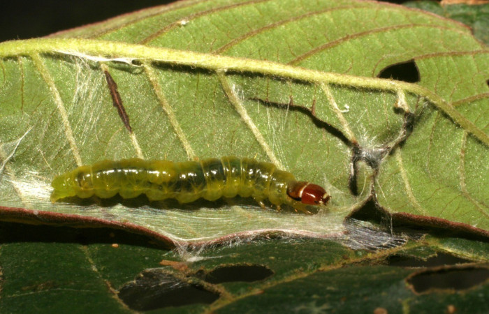 Figura 2. Lateral entero <i>Amorbia decerptana</i>, (Crambidae), en la planta <i>Psidium guajava</i> (Myrtaceae). Sector San Cristóbal. Sendero Huerta, (elevación 527 metros). Colectada 12 agosto 2005. (05-SRNP-4733-DHJ403098.jpg).