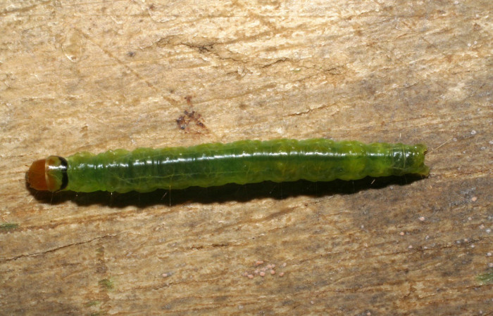 Figura 7. Dorsal entero <i>Amorbia productana</i>, (Crambidae), en la planta <i>Inga sapindoides</i> (Fabaceae). Sector San Cristóbal. Rio Blanco Abajo, (elevación 500 metros). Colectada 3 enero 2008. (08-SRNP-19-DHJ437014.jpg).