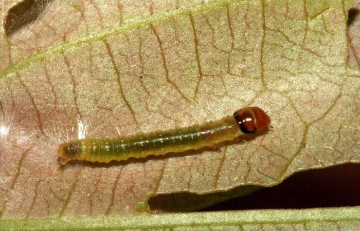Figura 8. Dorsal entero <i>Amorbia decerptana</i>, (Crambidae), en la planta <i> Rourea schippii</i> (Connaraceae). Sector Rincon Rain Forest. Sendero Albergue Crater, (elevación 980 metros). Colectada 16 mayo 2010. (10-SRNP-2472-DHJ470675.jpg).