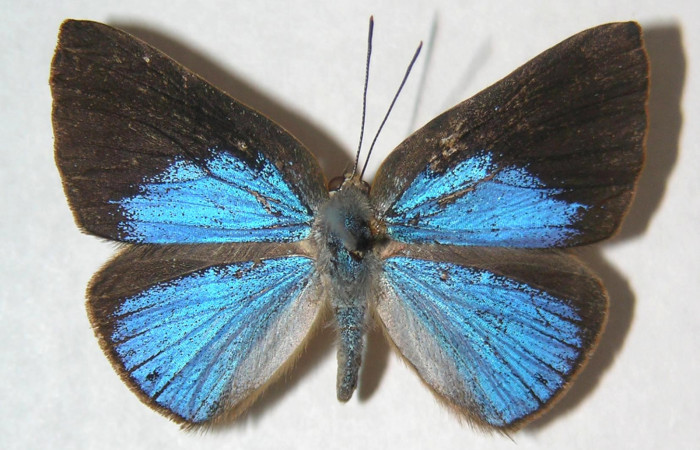 Fig.1.Adulto de <i>Theope publius</i> en posición dorsal. Voucher : 04-SRNP-10260-DHJ304066.jpg.