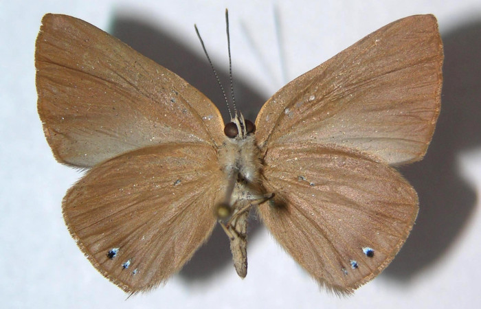 Fig.2. Adulto de <i>Theope publius</i> en posición ventral. Voucher : 04-SRNP-10260-DHJ304067.jpg.