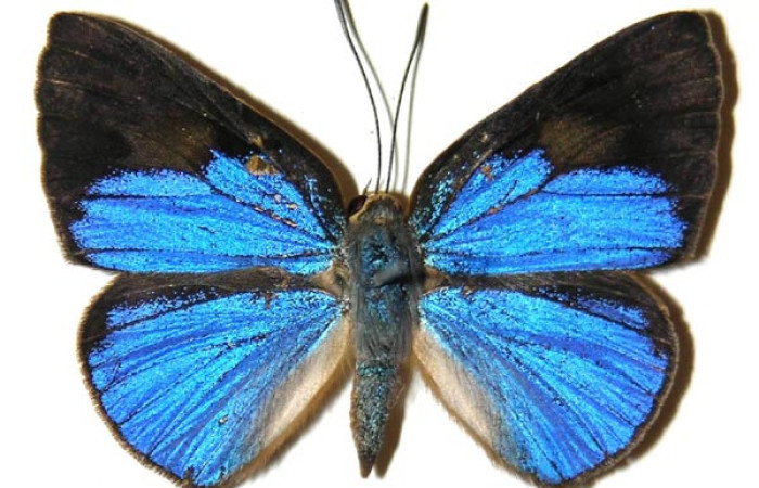 Fig.3. Adulto de <i>Theope</i> virgiliusDHJ03 en posición dorsal. Voucher : 03-SRNP-13963-DHJ359364.jpg.