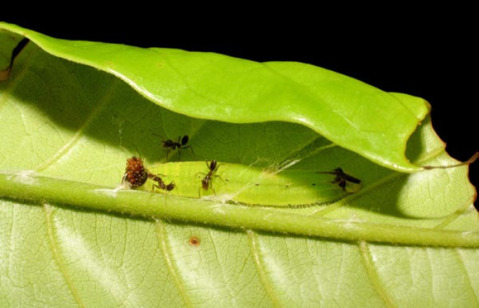 Fig.11. Larva de <i>Theope eudocia</i>, con hormigas protectoras. Voucher : 06-SRNP-31858-DHJ413003.jpg.