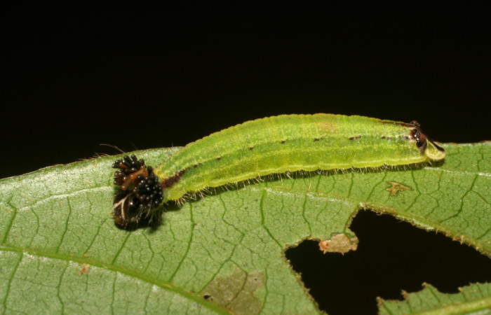 Fig.12. Larva de <i>Theope virgilius</i>, vista lateral. Voucher :06-SRNP-45895-DHJ414983.jpg.
