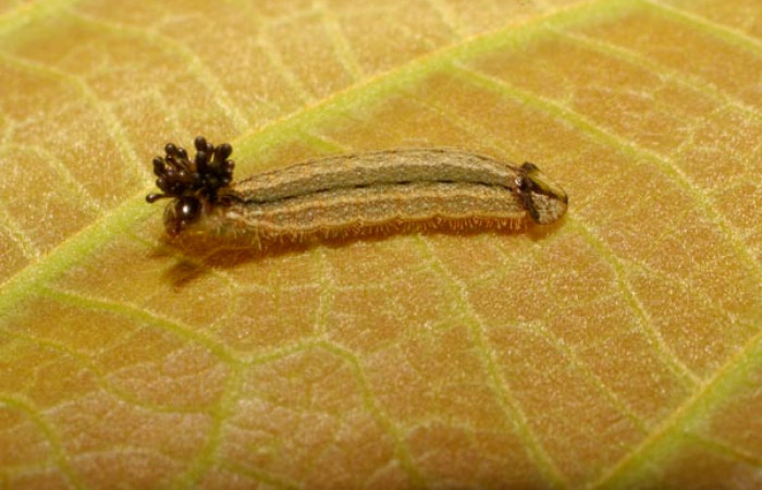 Fig.5. Larva de <i>Theope publius</i>, vista lateral. Voucher : 07-SRNP-65852-DHJ431350.jpg.