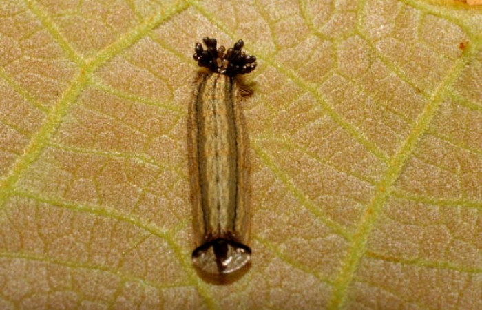 Fig.6. Larva de <i>Theope publius</i>, vista dorsal. Voucher : 07-SRNP-65852-DHJ431352.jpg.