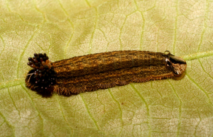 Fig.8. Larva de <i>Theope publius</i>, vista lateral, último estadio. Voucher : 07-SRNP-65852-DHJ435289.jpg