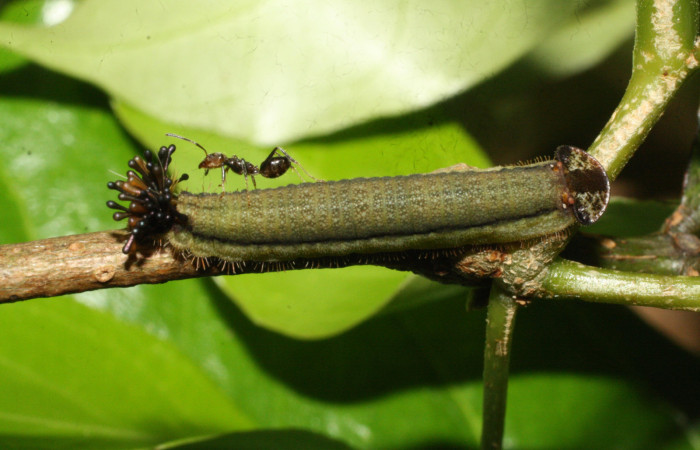 Fig.10. Larva de <i>Theope bacenis</i>, vista lateral, con hormigas. Voucher : 16-SRNP-20440-DHJ710481.jpg.