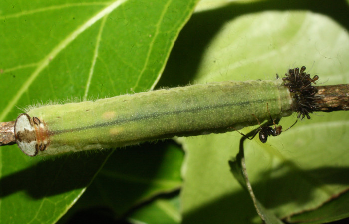 Fig.9. Larva de <i>Theope eupolis</i>, vista dorsal. Voucher : 16-SRNP-20441-DHJ710591.jpg.