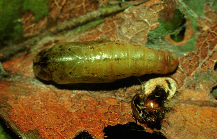 Fig.15. Pupa de <i>Theope</i> virgiliusDHJ03, vista dorsal. Voucher : 97-SRNP-4322.13-DHJ42511.jpg.
