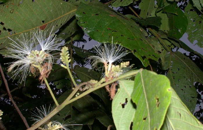 Fig 17. Mostrando flores de <i>Inga oerstediana</i>, planta hospedera de <i>Theope publius</i>. (Riodinidae). Foto,Manuel Ríos.