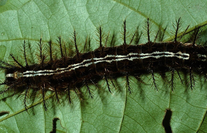 Figura. 12 Larva <i>Hylesia continua</i>, (Saturniidae), posición dorsal entero
alimentándose en <i>Inga samanensis</i>, (Fabaceae). (03-SRNP-5969-DHJ73988.jpg).