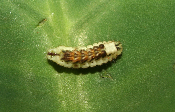 Figura. 14 Larva <i>Iaspis andersoni</i>, (Lycaenidae), posición dorsal entero
alimentándose en <i>Inga samanensis</i>, (Fabaceae). (13-SRNP-70650-DHJ702324.jpg).