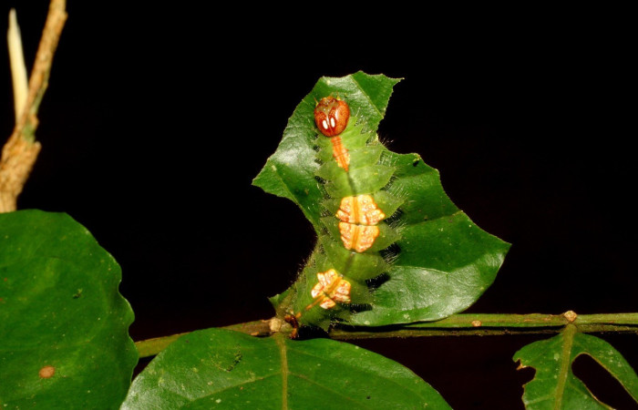 Figura. 16 Larva <i>Rosema deolis</i>, (Notodontidae), posición dorsal entero
alimentándose en <i>Inga samanensis</i>, (Fabaceae). (07-SRNP-42140-DHJ427816.jpg).