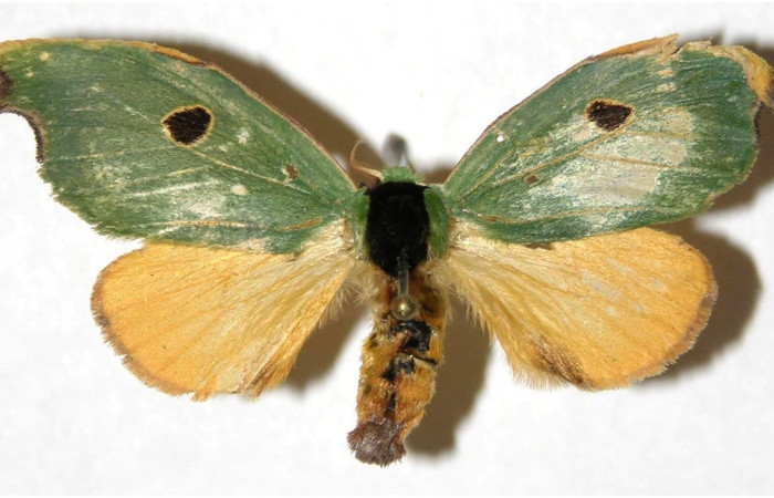 Figura. 17 Adulto <i>Rosema deolis</i>, (Notodontidae), posición vista dorsal
entero. (04-SRNP-60585-DHJ311326).