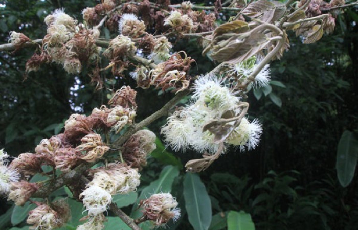 Figura. 7 Flor racimo, <i>Inga samanensis</i>, (Fabaceae). Area de Conservación Guanacaste, Sector Rincón
Rain Forest, San Cristóbal, (elevación 670 metros), colectada el 13 de diciembre 2024. Foto, Jorge Hernández.